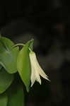 Perfoliate bellwort